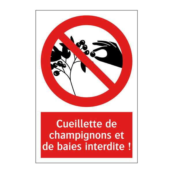 Cueillette de champignons et de baies interdite !