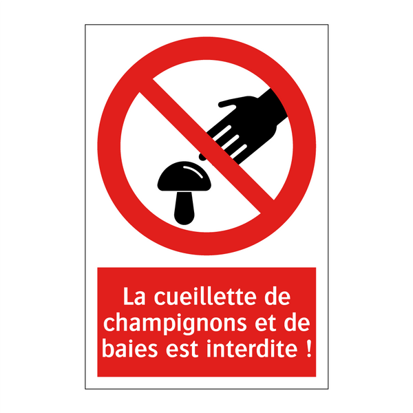 La cueillette de champignons et de baies est interdite !