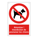 Attention ! Interdiction de promener les chiens