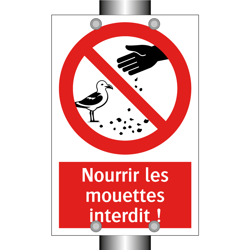 Nourrir les mouettes interdit !