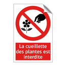 La cueillette des plantes est interdite
