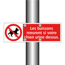 Les buissons meurent si votre chien urine dessus.
