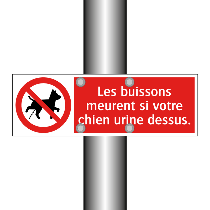 Les buissons meurent si votre chien urine dessus.
