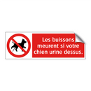 Les buissons meurent si votre chien urine dessus.