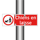 Chiens en laisse