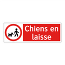 Chiens en laisse