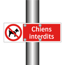Chiens interdits