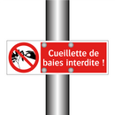 Cueillette de baies interdite !