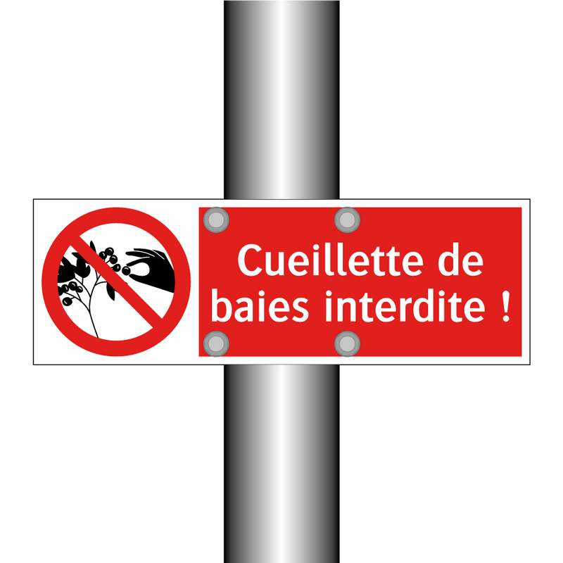 Cueillette de baies interdite !