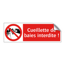 Cueillette de baies interdite !
