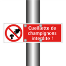 Cueillette de champignons interdite !