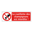 La cueillette des champignons est interdite !