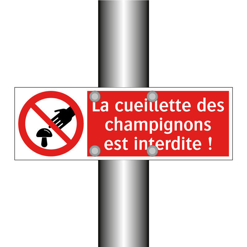 La cueillette des champignons est interdite !