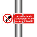 La cueillette de champignons et de baies est interdite