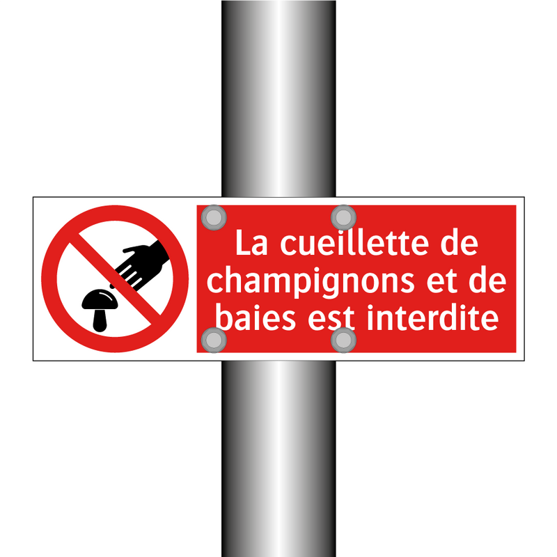 La cueillette de champignons et de baies est interdite