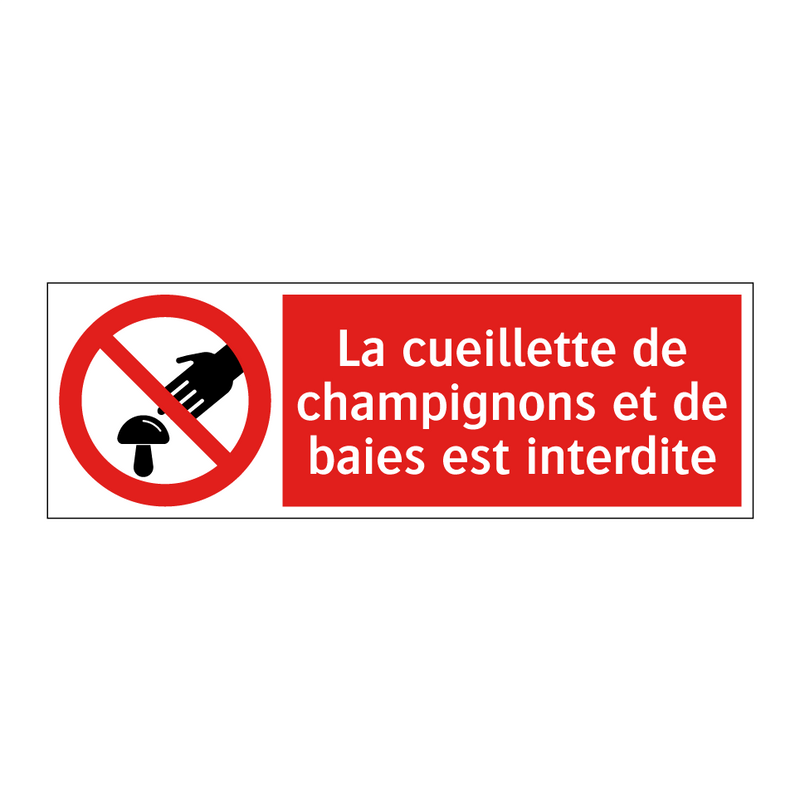 La cueillette de champignons et de baies est interdite