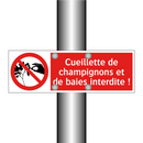 Cueillette de champignons et de baies interdite !
