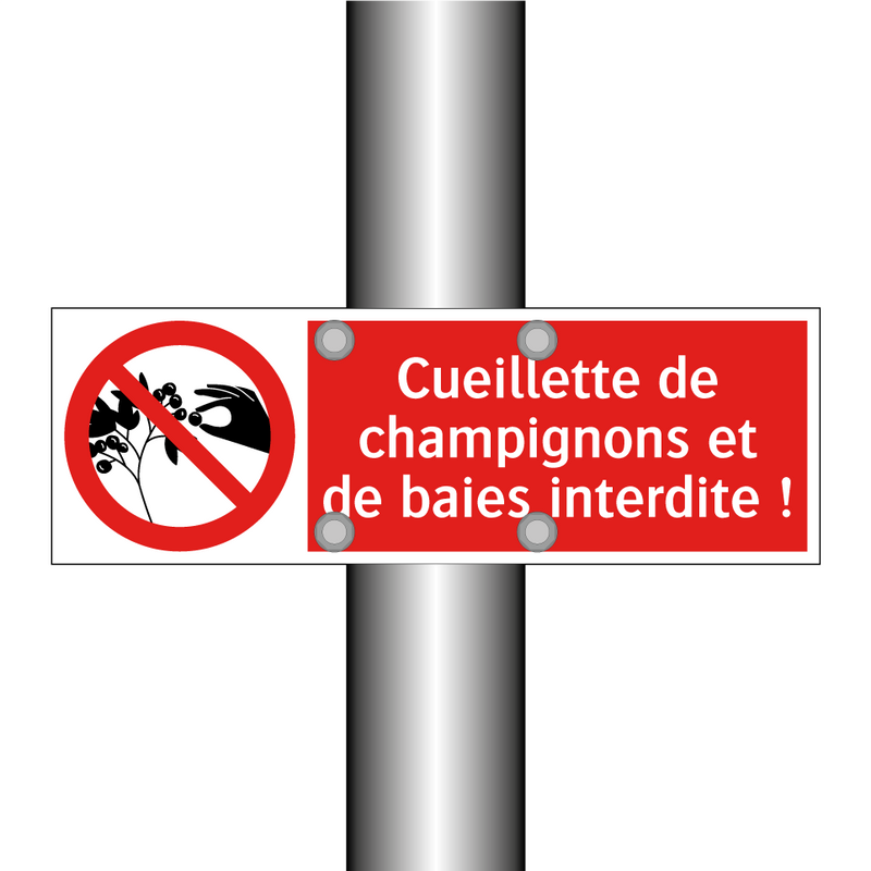 Cueillette de champignons et de baies interdite !