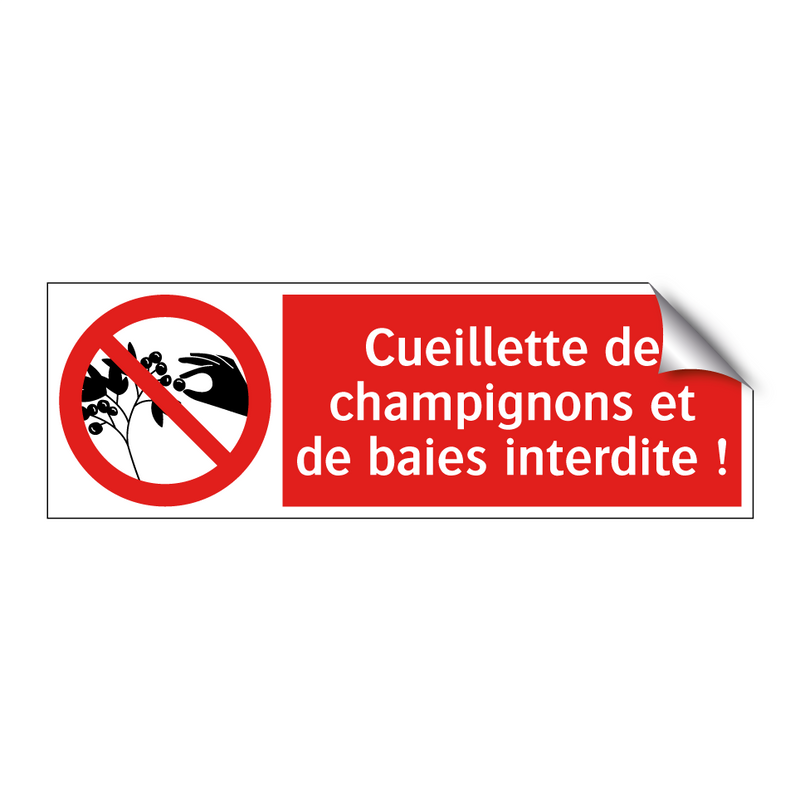 Cueillette de champignons et de baies interdite !