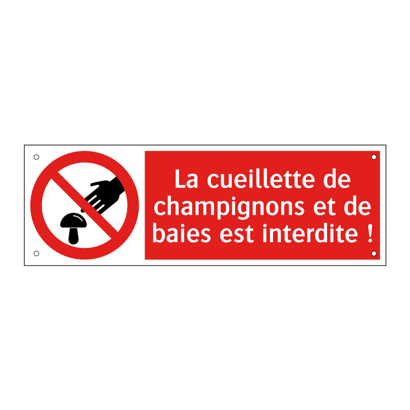 La cueillette de champignons et de baies est interdite !