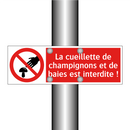La cueillette de champignons et de baies est interdite !
