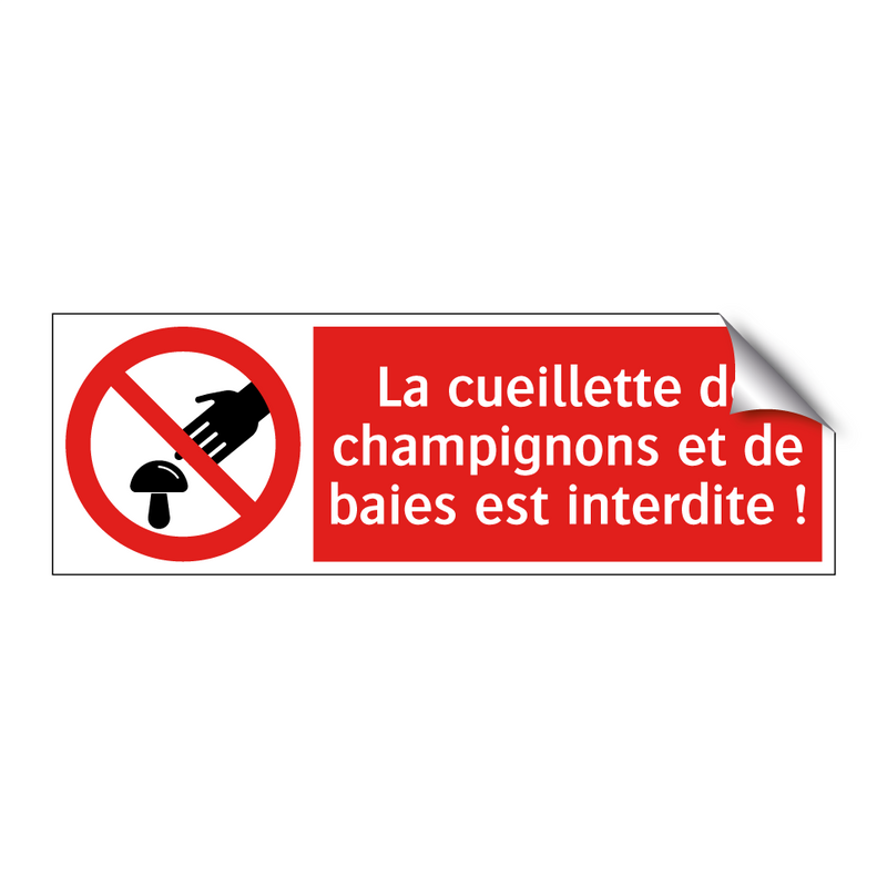 La cueillette de champignons et de baies est interdite !