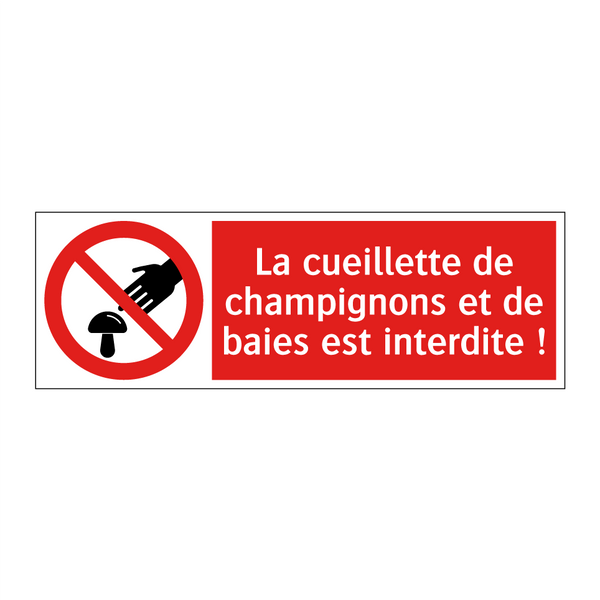 La cueillette de champignons et de baies est interdite !
