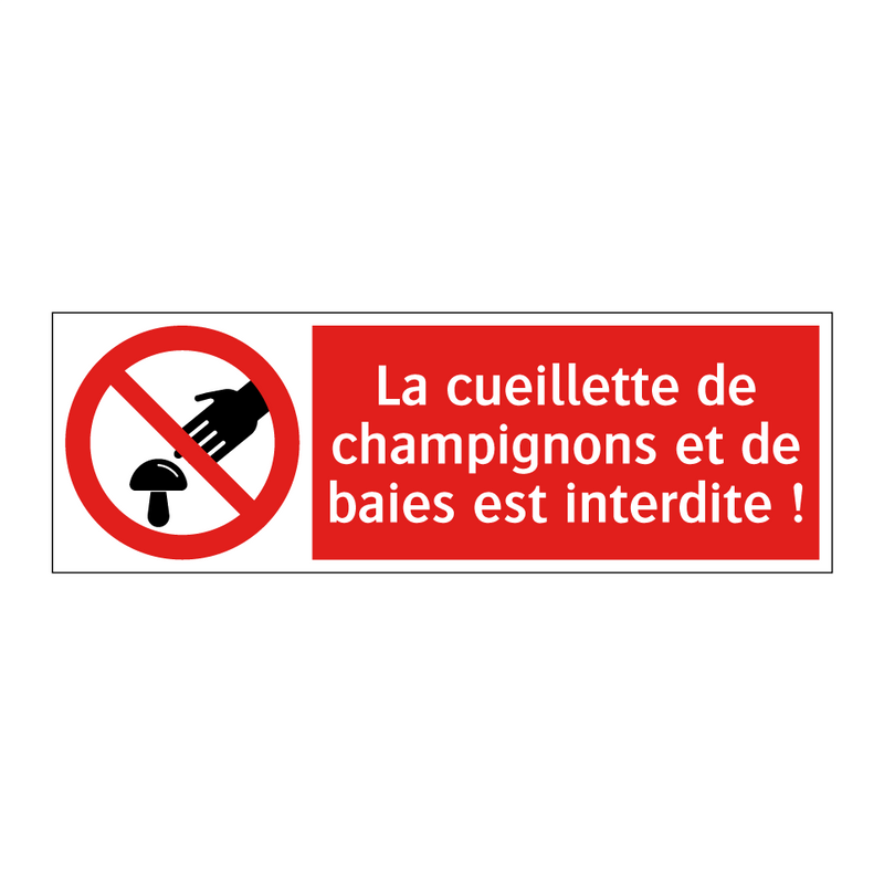 La cueillette de champignons et de baies est interdite !