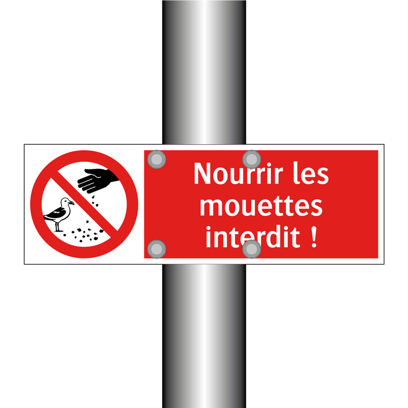 Nourrir les mouettes interdit !