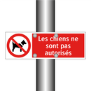 Les chiens ne sont pas autorisés