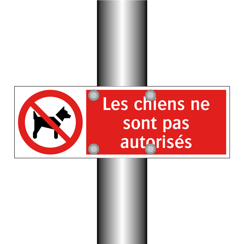 Les chiens ne sont pas autorisés