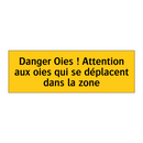 Danger Oies ! Attention aux oies qui se déplacent dans la zone