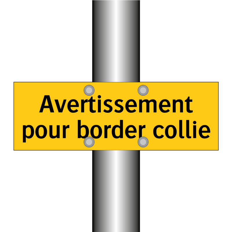 Avertissement pour border collie