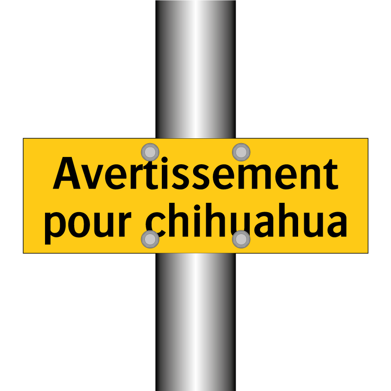 Avertissement pour chihuahua