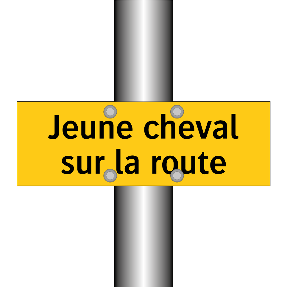 Jeune cheval sur la route