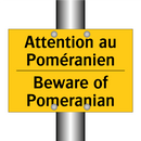 Attention au Poméranien - Beware of Pomeranian