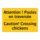 Attention ! Poules en traversée /.../ - Caution! Crossing chickens