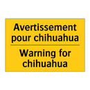 Avertissement pour chihuahua - Warning for chihuahua