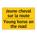 Jeune cheval sur la route - Young horse on the road