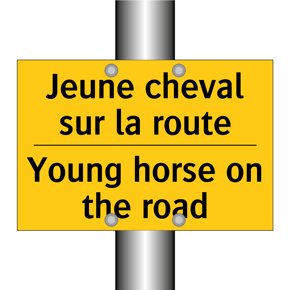 Jeune cheval sur la route - Young horse on the road