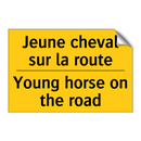 Jeune cheval sur la route - Young horse on the road