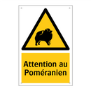 Attention au Poméranien
