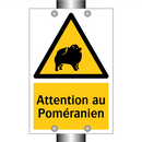 Attention au Poméranien