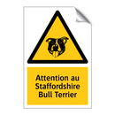 Attention au Staffordshire Bull Terrier