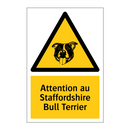 Attention au Staffordshire Bull Terrier