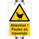 Attention ! Poules en traversée