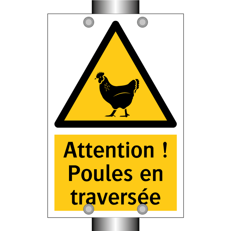 Attention ! Poules en traversée