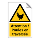 Attention ! Poules en traversée