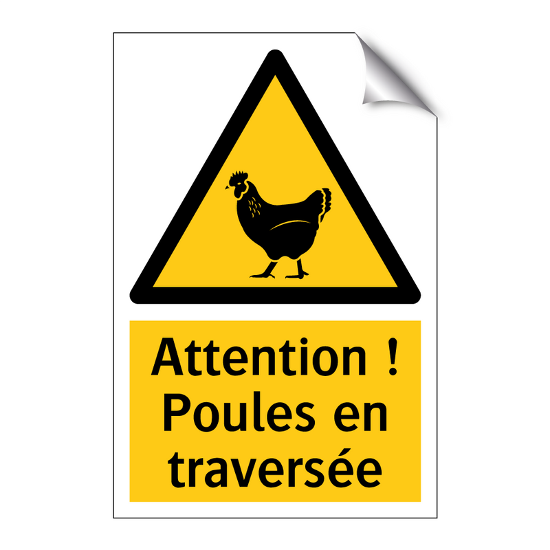 Attention ! Poules en traversée