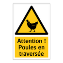 Attention ! Poules en traversée